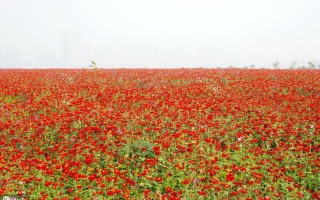 作文大全600字左右写景(作文大全600字左右写景第一场雪)