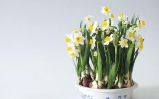 写什么作文(五年级该写什么作文)