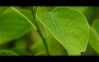 一句暖心祝福语平安的话(精选感动人心的祝福语录经典文案大全30句)