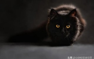 我和小动物作文