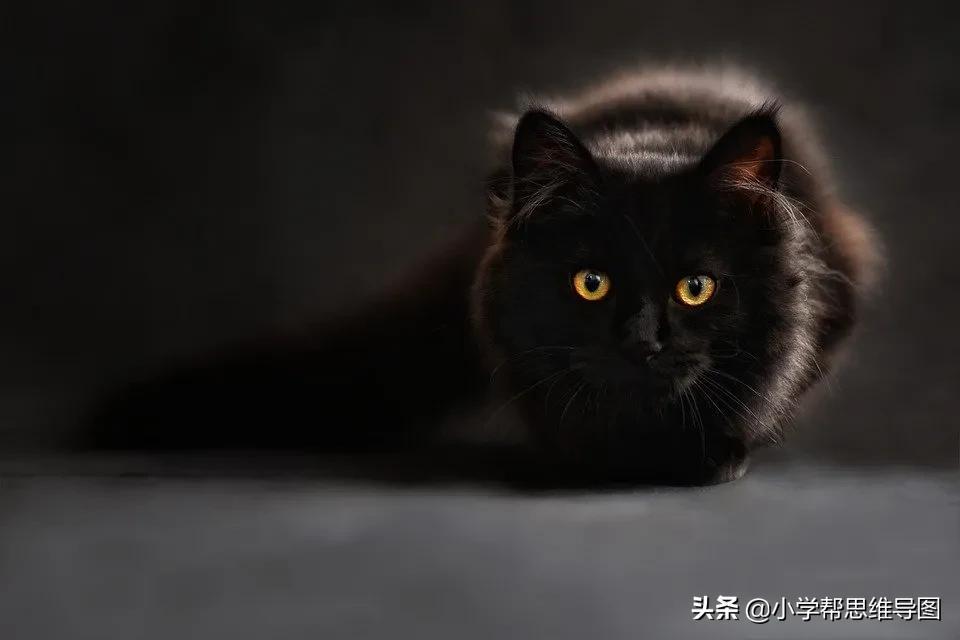 我和小动物作文-第1张图片-微作文 我和小动物作文-第1张图片-微作文