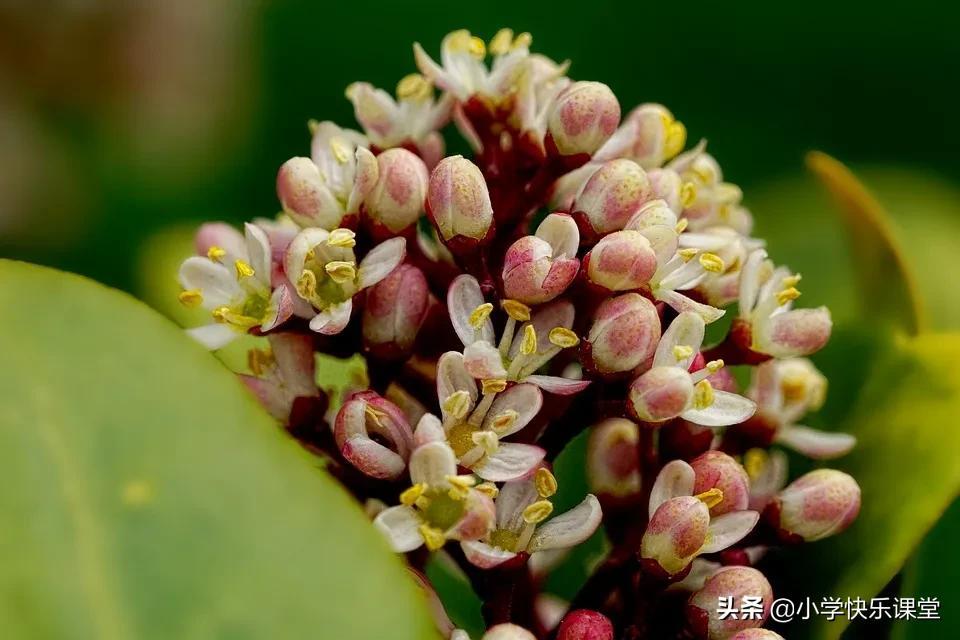 关于优秀的作文(关于优秀的作文600字)-第2张图片-微作文 关于优秀的作文(关于优秀的作文600字)-第2张图片-微作文