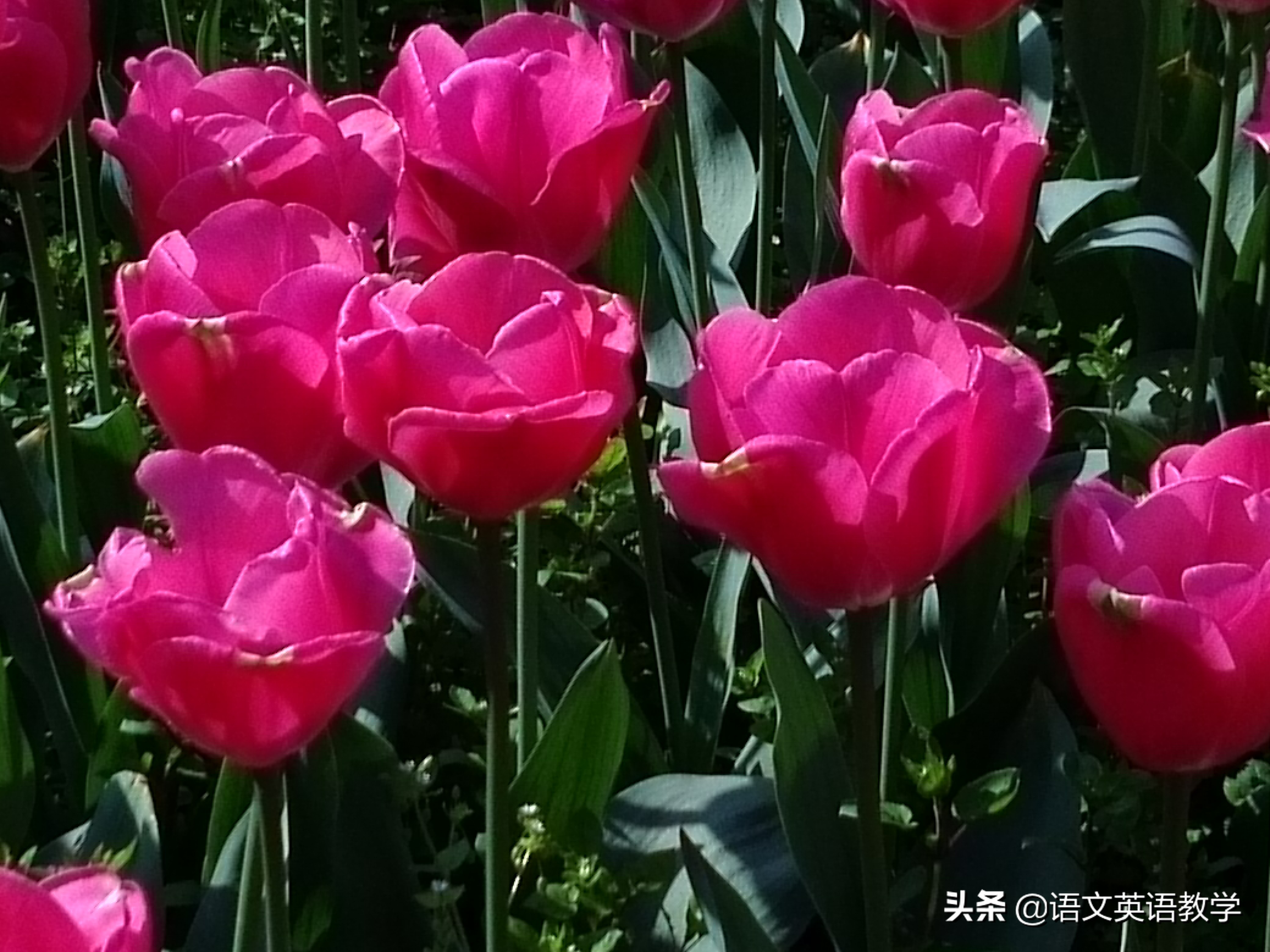 说明文的优秀作文范文()-第3张图片-微作文 说明文的优秀作文范文()-第3张图片-微作文