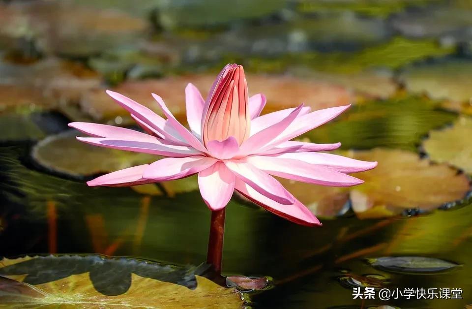 优秀的作文(优秀的作文600字初中)-第3张图片-微作文 优秀的作文(优秀的作文600字初中)-第3张图片-微作文